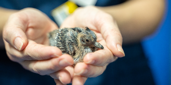 what to do if you find a baby bird rspca queensland