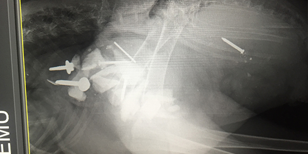 emu rescued by rspca queensland xray screws