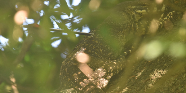 Goanna shot with an arrow