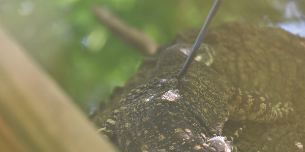 Goanna shot with an arrow 