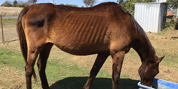 horse foster carers needed at rspca queensland