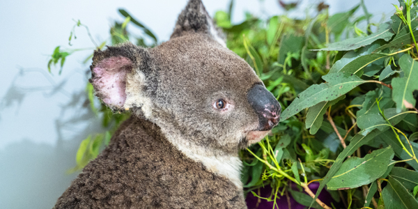 Koala being treated at RSPCA Queensland wildlife hospital