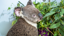 Koala in recent bushfire 