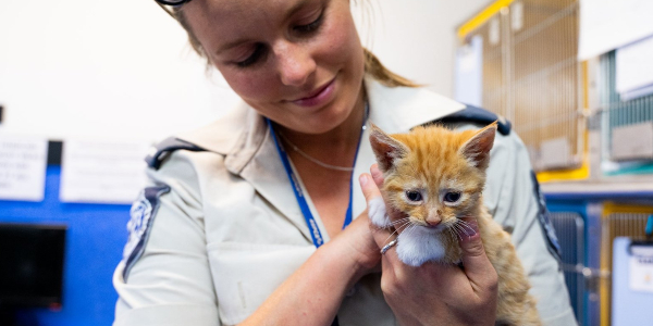 cat cruelty concerns RSPCA Qld