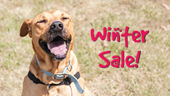 rspca winter sale 2019