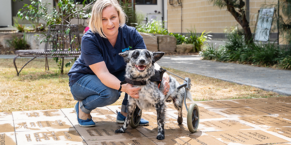 slider cruelty case rspca queensland